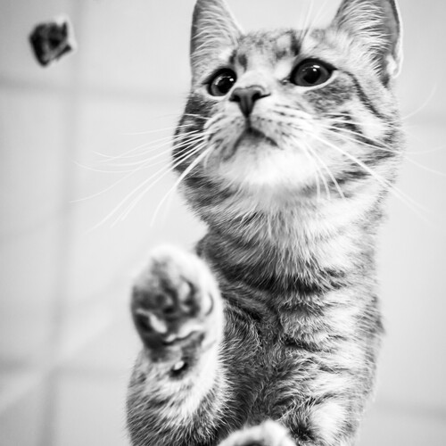 Photo #14039354