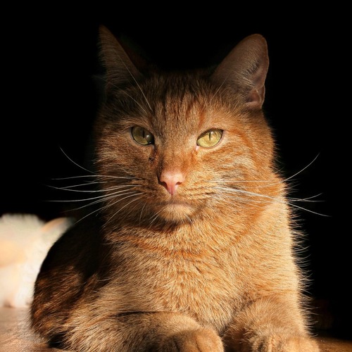 Photo #14039410