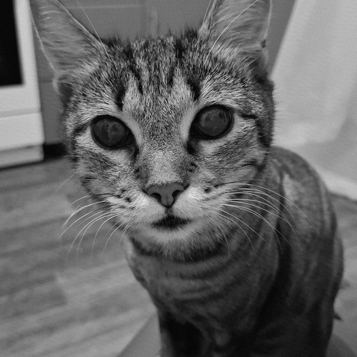 Photo #14039412