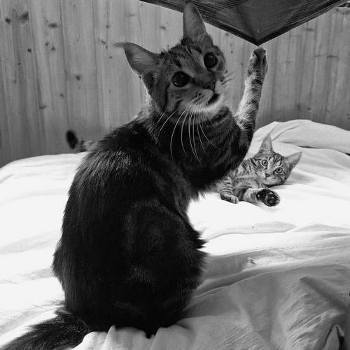 Photo #14039414
