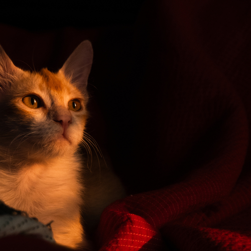 Whispers of the Kitten