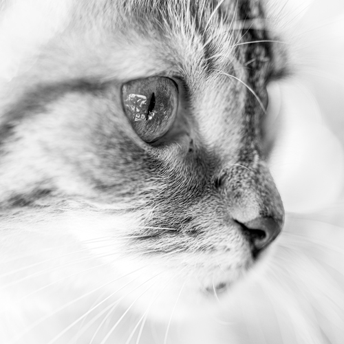 Photo #14039649