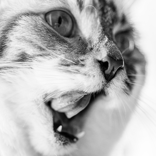 Photo #14039650