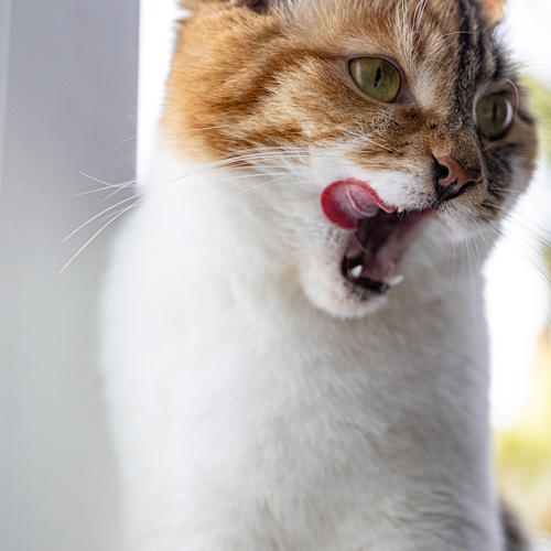 Photo #14039669