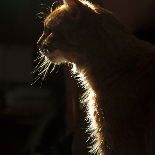 Photo #14039678