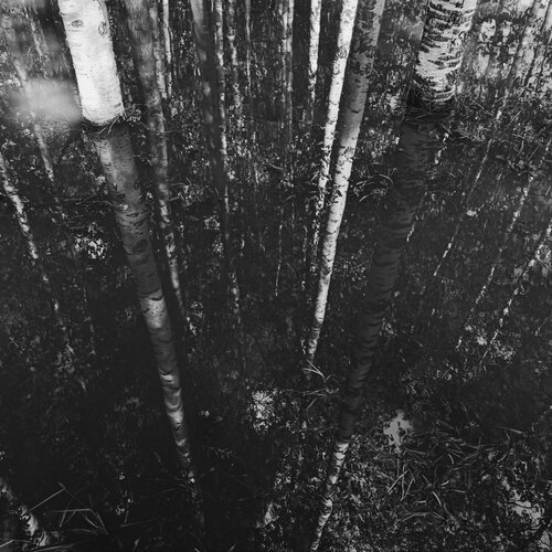 Photo #14039684