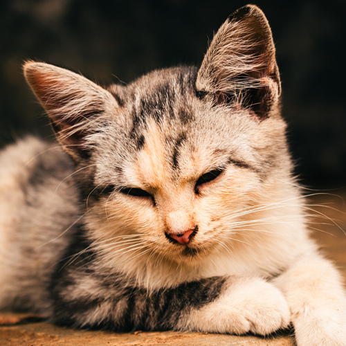 little dreamer