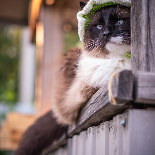 Photo #14039858