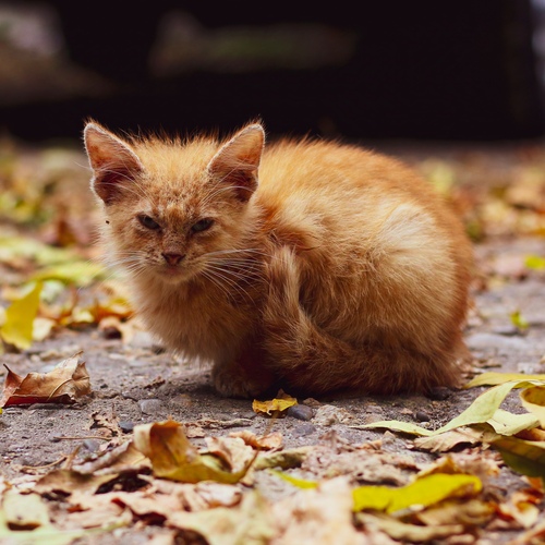 Photo #14039877