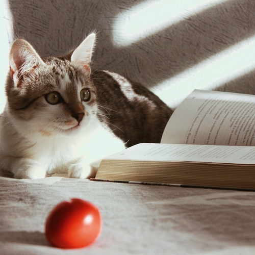 Photo #14039963