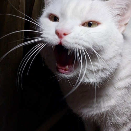 Photo #14040008
