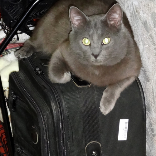 Photo #14040036