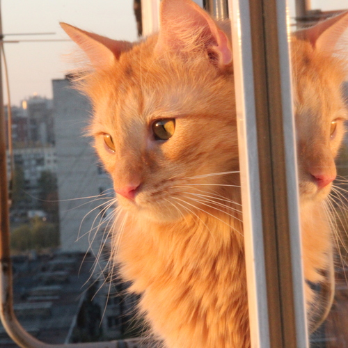 Photo #14040170