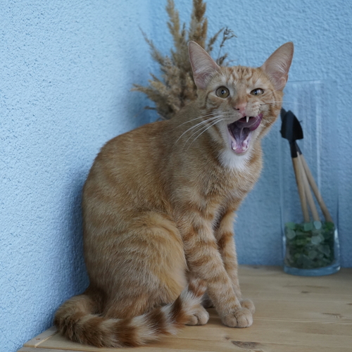 Photo #14040233