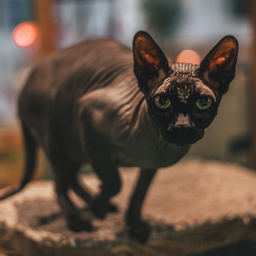 Photo #14040319