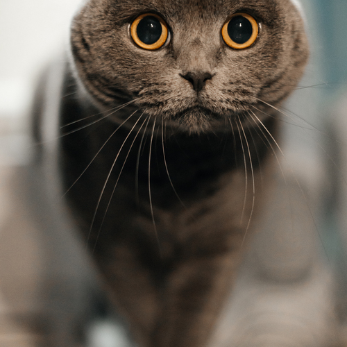 Photo #14040351