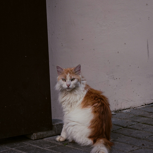 Photo #14040381