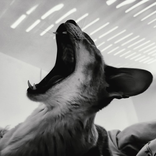 Photo #14040432