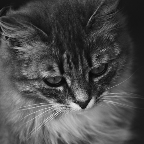 Photo #14040643