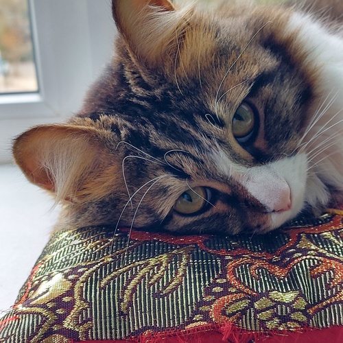 Photo #14040741