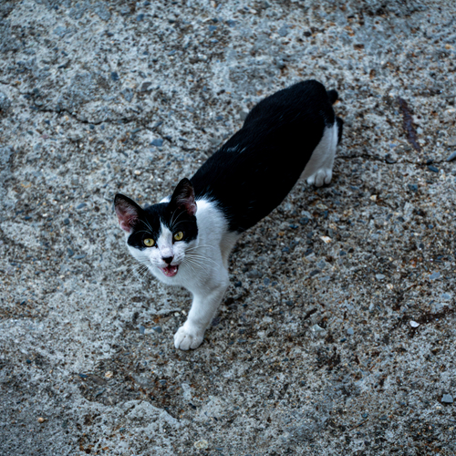 Photo #14040910