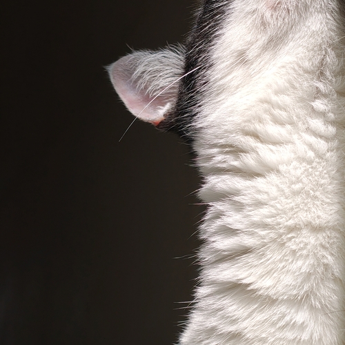 Photo #14041245