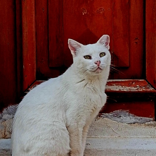 Photo #14041250