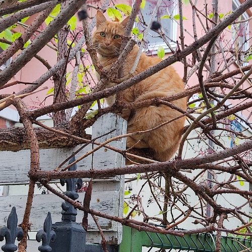 Отчего коты не летают, как птицы?