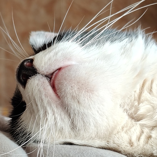 Photo #14041271
