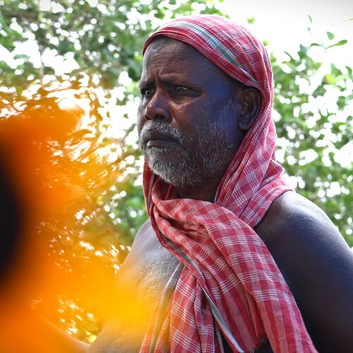 Old Man and The Sunflower