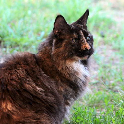 Photo #14041276