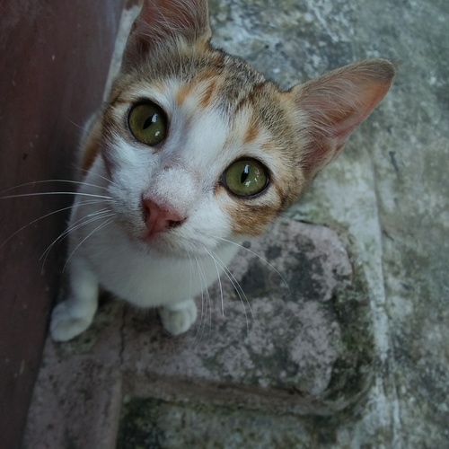 Hello Hooman!