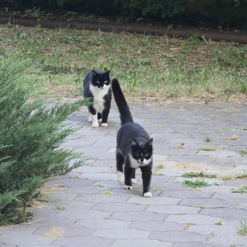 Photo #14041285