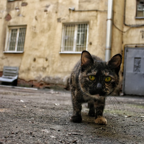 Photo #14041292