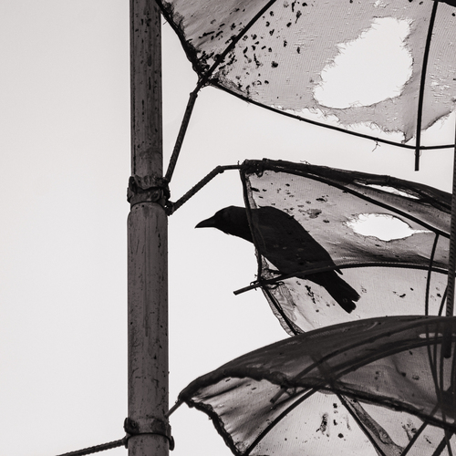Photo #14041383