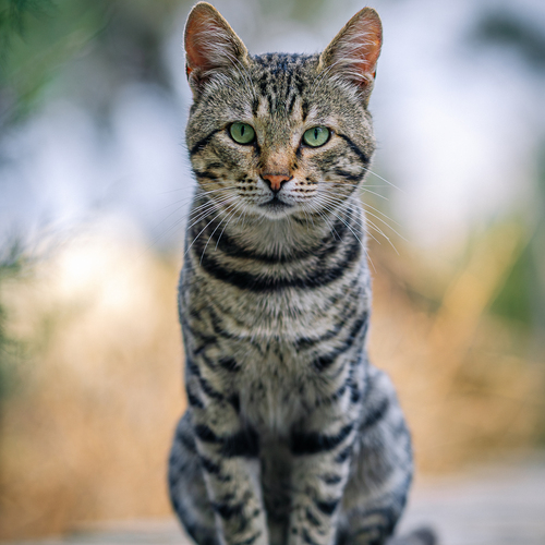 Андрей Котенко