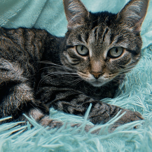 Photo #14041491