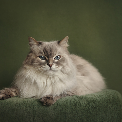 Photo #14041565