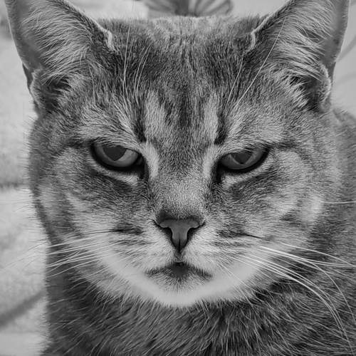 Photo #14041593