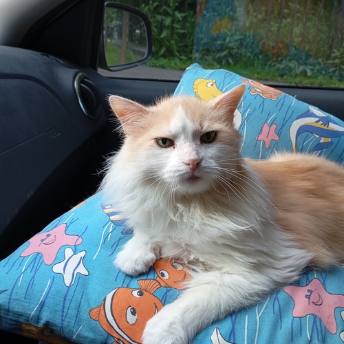 Photo #14041599