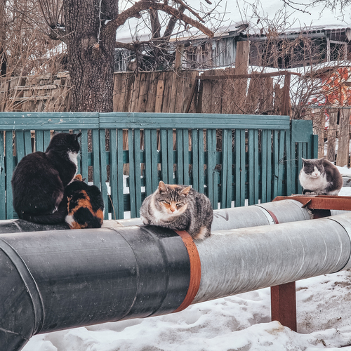 Photo #14041665