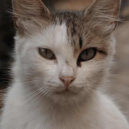 Photo #14041868