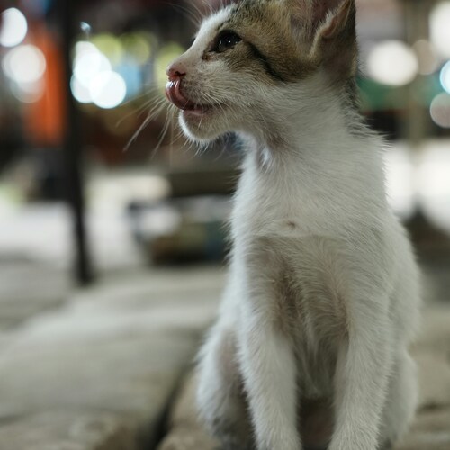 Photo #14041918
