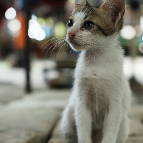 Photo #14041920