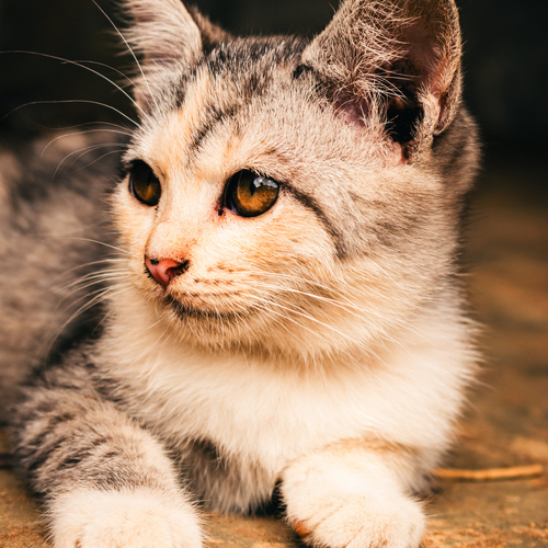 amber eyes