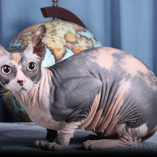 Photo #14042236