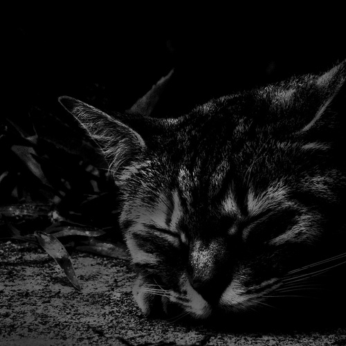 Photo #14042239