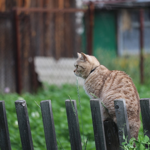 Photo #14042299