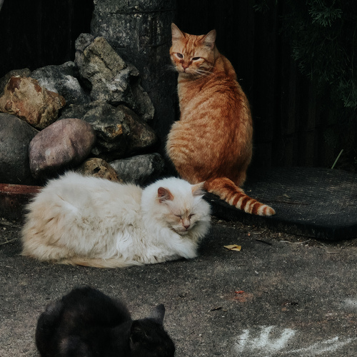 Photo #14042343