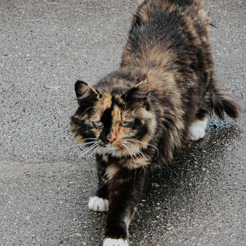 Photo #14042344